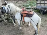 Cavallo, Cavalli — foto 4