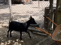 Koza, Murcia-Granada goats — fotografija 7