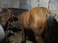 Faras, Horses — sawirka 1