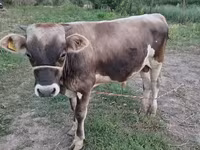 گاو نر, Swiss cattle — عکس 2