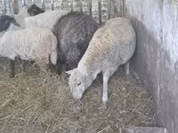 Schaf, Ile-de-France sheep — Foto 6
