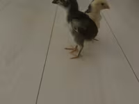 Chickens — รูปภาพ 2