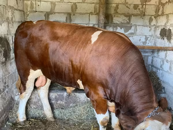 Býk, Simmental cattle