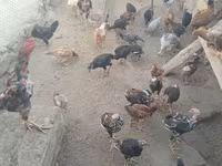 Chickens — عکس 3