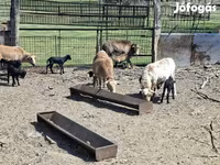ஆடுகள் (தொகுதி, பாலினம் குறிப்பிடப்படவில்லை), Cameroon sheep — புகைப்படம் 3