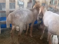 Montone, Arashan sheep — foto 6
