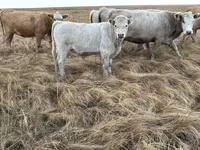 گاو نر, Swiss cattle — عکس 2