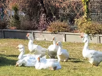 Geese — zdjęcie 1