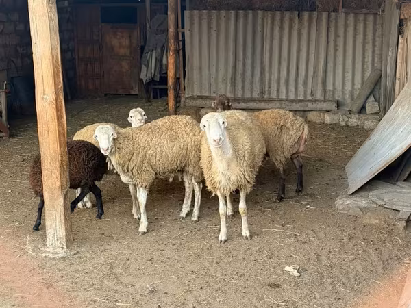 قوچ, گوسفند