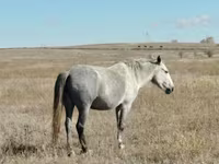 Klisna, Kazakh horse — foto 6