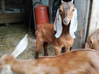 Ziegenbock, Nubian Goat — Foto 5