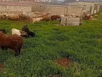 Sheep (batch, sex not specified), Sheep — photo 2