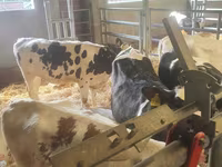Lembu ternakan (lot, jantina tidak dinyatakan), Holstein breed — foto 4