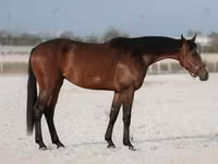 Iapă, Manipuri pony — foto 2