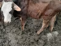 Bou, Bovine — foto 3