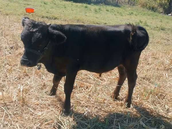 Býk, Alatau plemeno