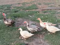 Ducks — ፎቶ 2