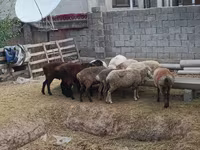 Baran, Kazakh meat-wool sheep — zdjęcie 4