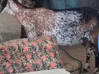 母山羊, Nubian Goat — 照片 2