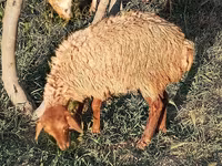 Ոչխարներ (խումբ, սեռը նշված չէ), Ոչխարներ — լուսանկար 5