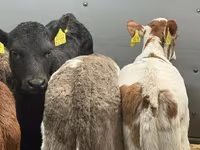 گاو و گوساله (گروه، جنسیت مشخص نشده), Russian Black pied cattle — عکس 5