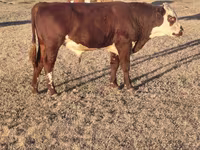 Lembu jantan, Simmental cattle — foto 5