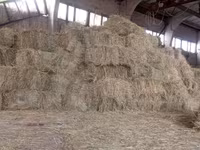 Продам тюки сена — zdjęcie 2