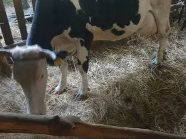 Krava, Russian Black pied cattle