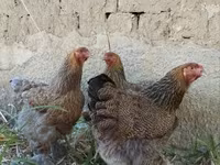 Brahma — fotografija 4
