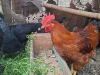 Chickens — photo 1