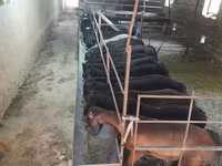 Kambing jantan, Sheep — foto 3