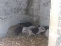 หมูป่าตัวผู้, Вьетнамская вислобрюхая — รูปภาพ 1
