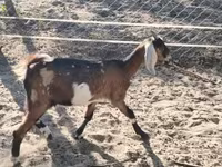 بز ماده, Nubian Goat — عکس 3