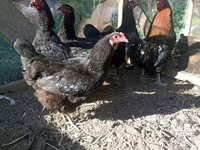 Chickens — عکس 4