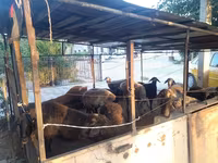 Kambing jantan, Sheep — foto 1