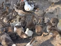 Ducks — foto 1
