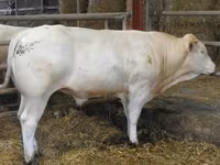 Býk, Blonde d’Aquitane cattle — foto 5
