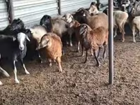 Bagge, Adal sheep — foto 3