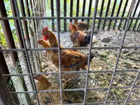 تھائی گیم — تصویر 6
