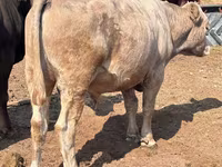 گاو نر, نژاد آولی‌اکول — عکس 2