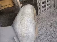 Cinghiale, Maiali — foto 3