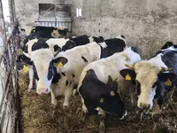 گاو نر, Russian Black pied cattle — عکس 1