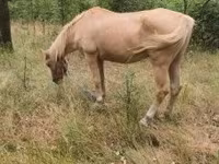Klisna, Koně — foto 1