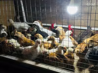 Chickens — fotografija 7