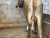 母牛, Swiss cattle — 照片 2