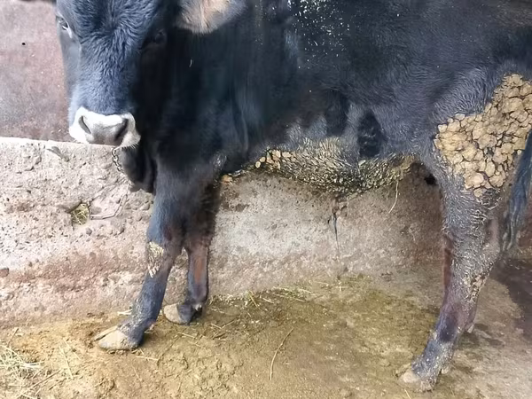 Бик, Russian Black pied cattle