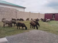 Carnero, Ovejas — foto 1