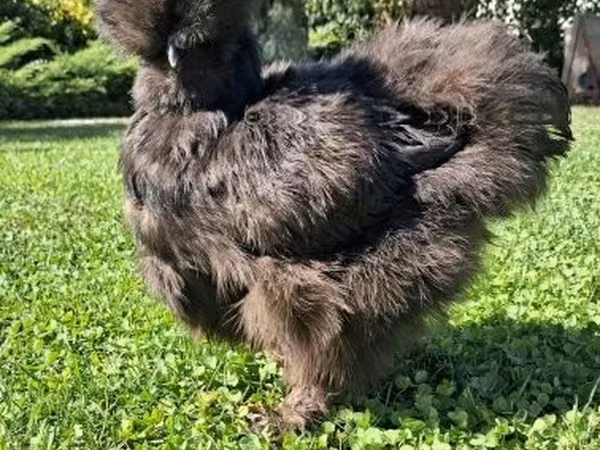 Silkie