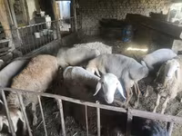Vædder, Rhon sheep — foto 2