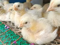 Chickens — foto 4